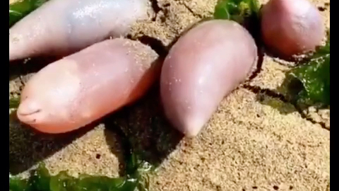 priapulida 鳃曳动物门