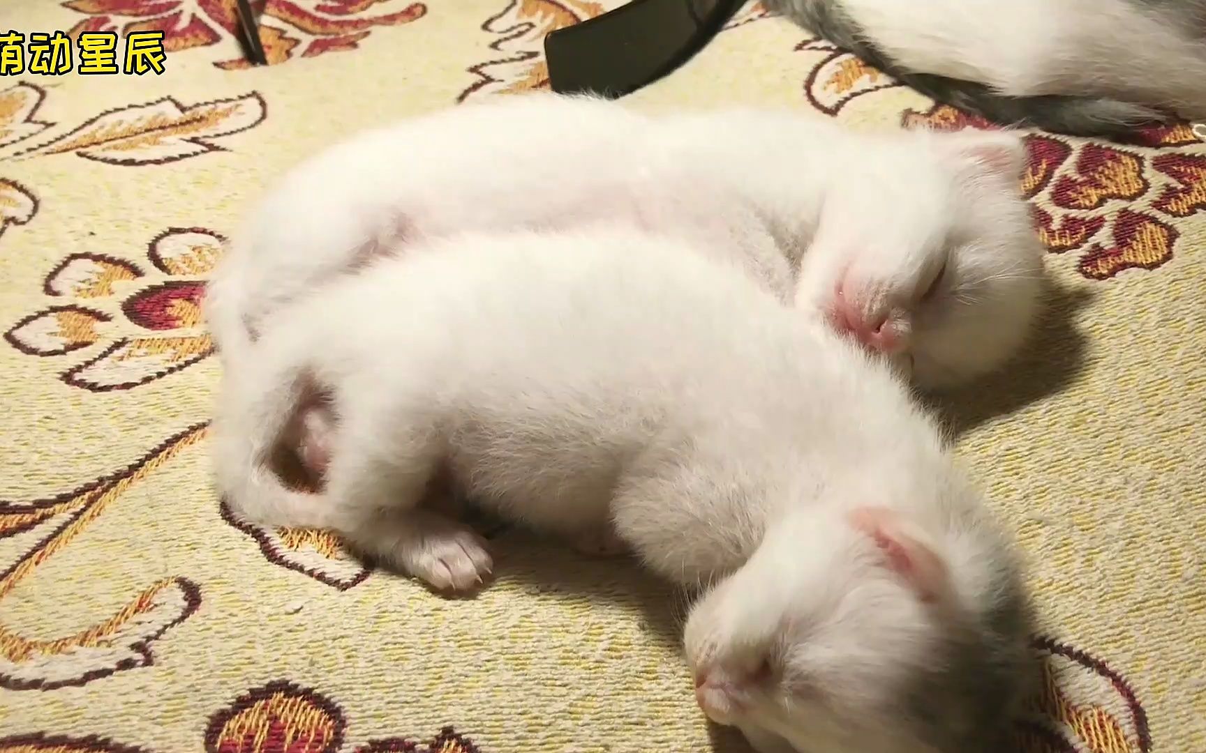 刚出生的龙凤胎小猫崽,软萌可爱,就像一对雪团