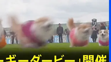 Amazon.co.jp: 犬も走って恋をする: Music