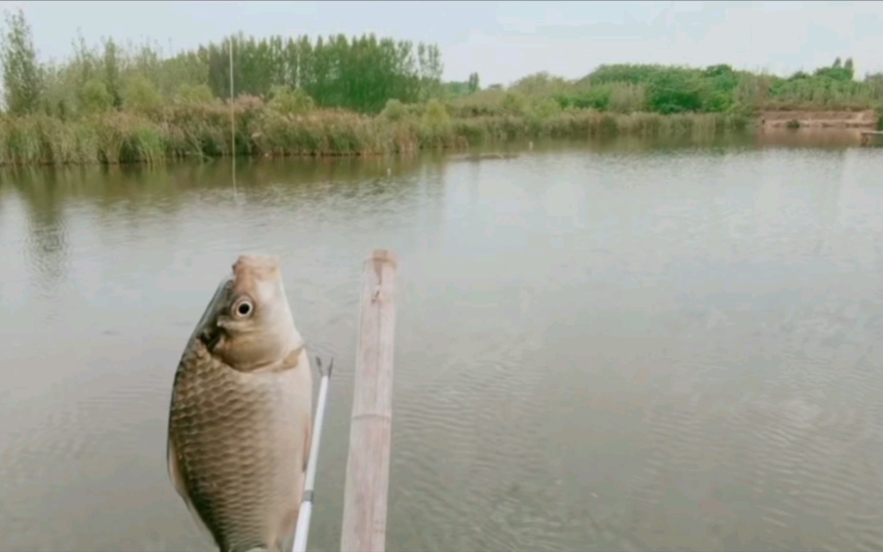 野河钓鱼真舒服