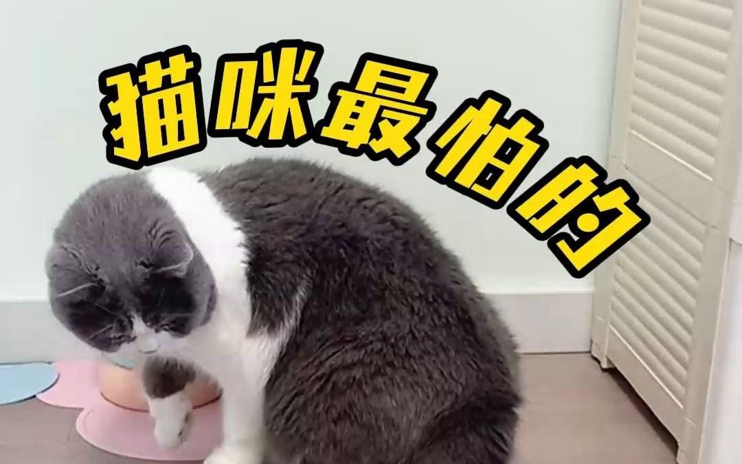 猫咪天不怕地不怕,竟会怕这3样东西哔哩哔哩bilibili