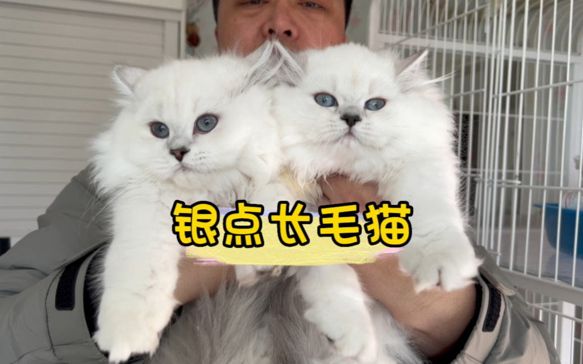 尴尬期不尴尬的银点长毛猫!哔哩哔哩bilibili