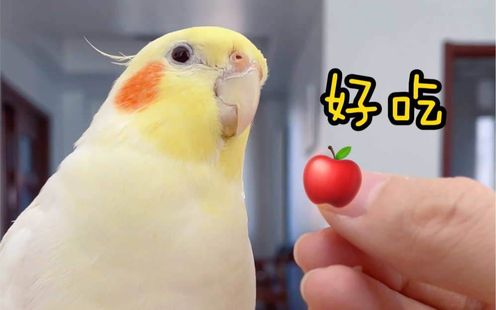 活动作品咀嚼音小鹦鹉吃苹果吃着吃着就笑了