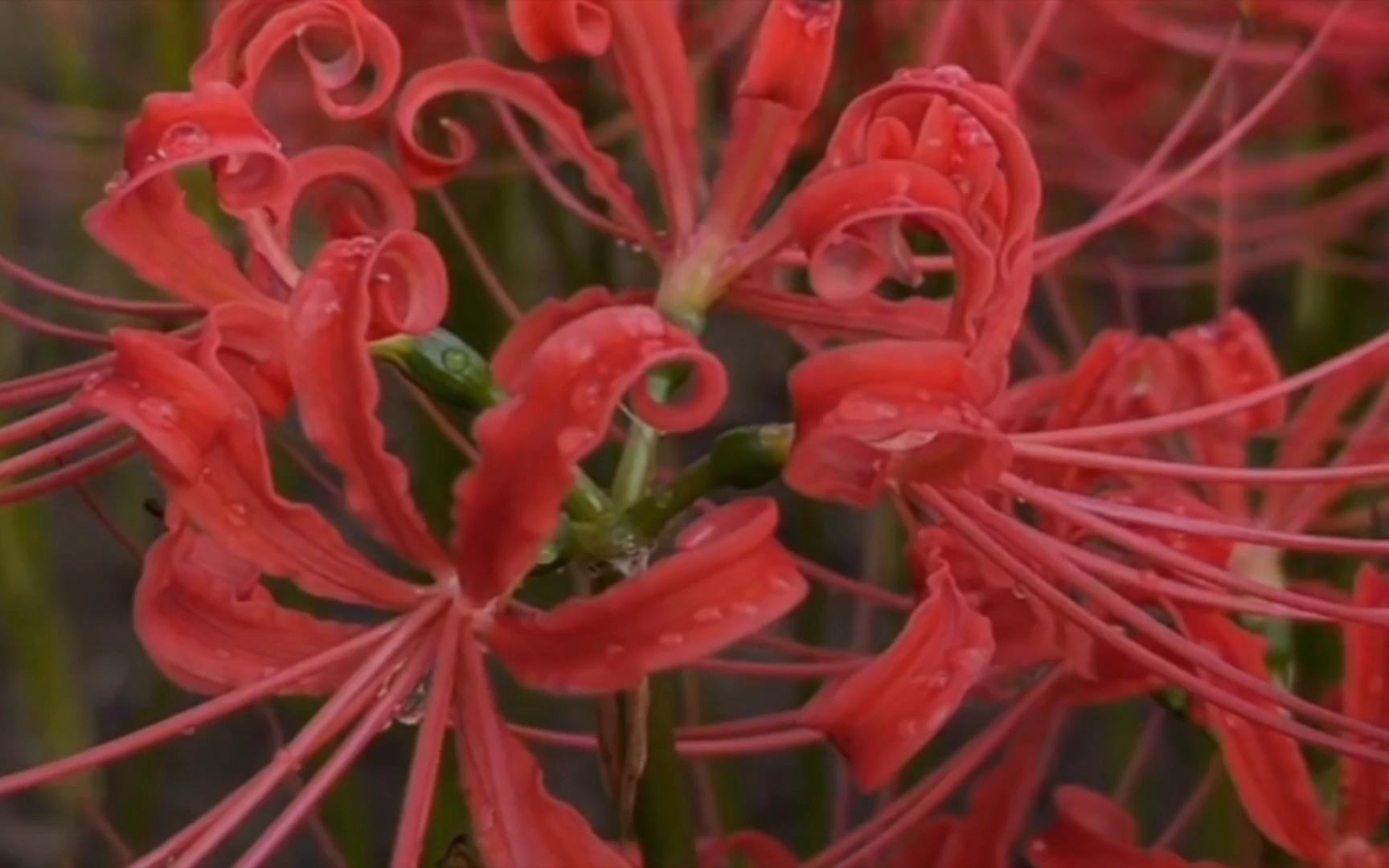 [图]这是曼陀罗花？还是彼岸花呢