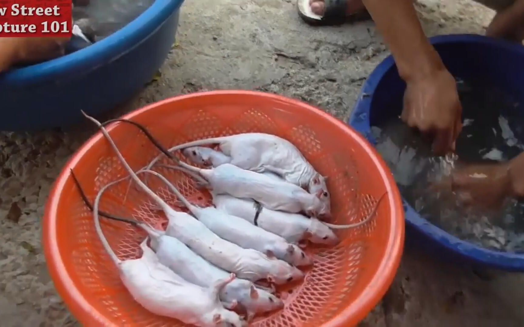越南重口味美食,外酥里嫩的【烤老鼠】