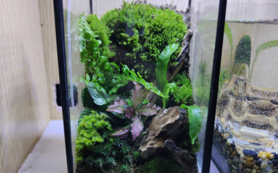 宿舍苔藓缸造景