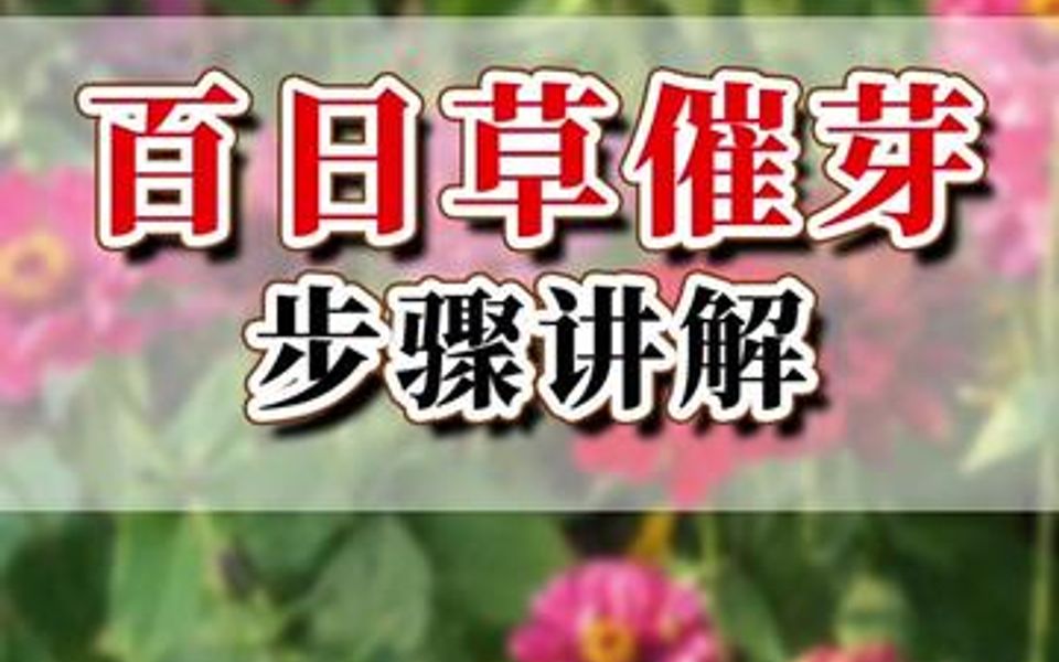 百日草种子催芽法哔哩哔哩bilibili