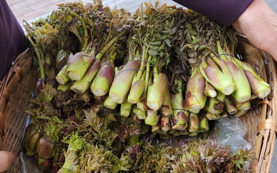 踩着单车去拉萨第五天,吃到山野菜之王霸王菜.