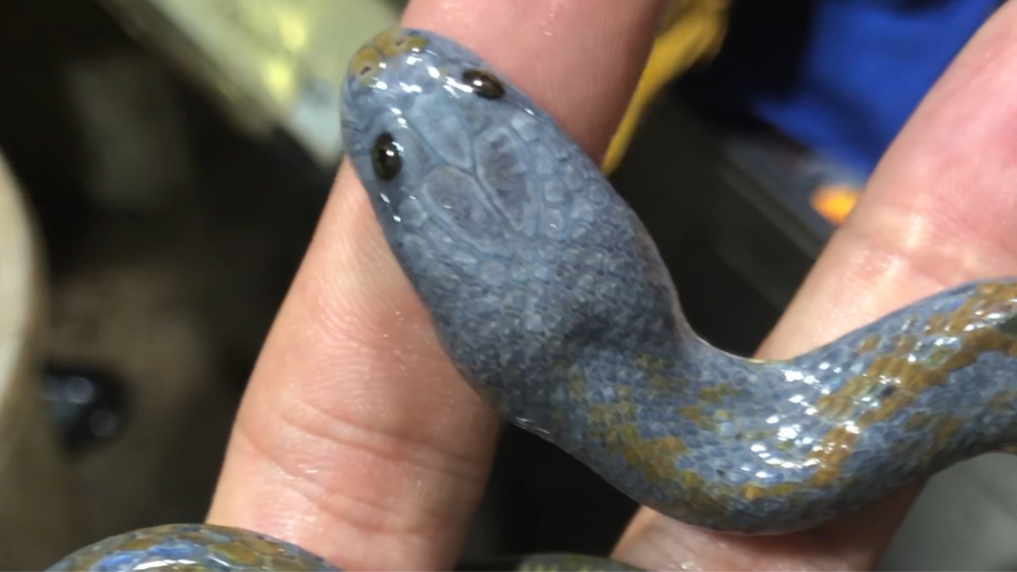 变异水蛇 世界新品种 从来没见过 像不像灭霸 vx:wcwa888888 能说出