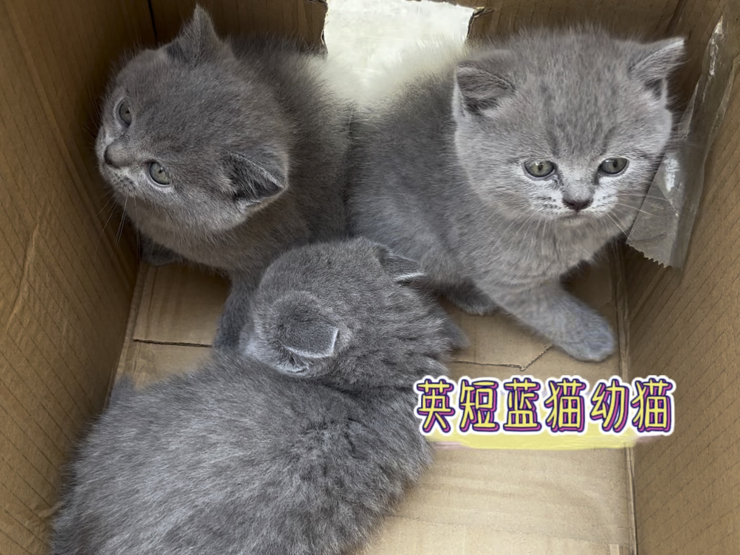 苏州养户发来的高脚小蓝猫450一只,你们感觉怎么样贵吗?