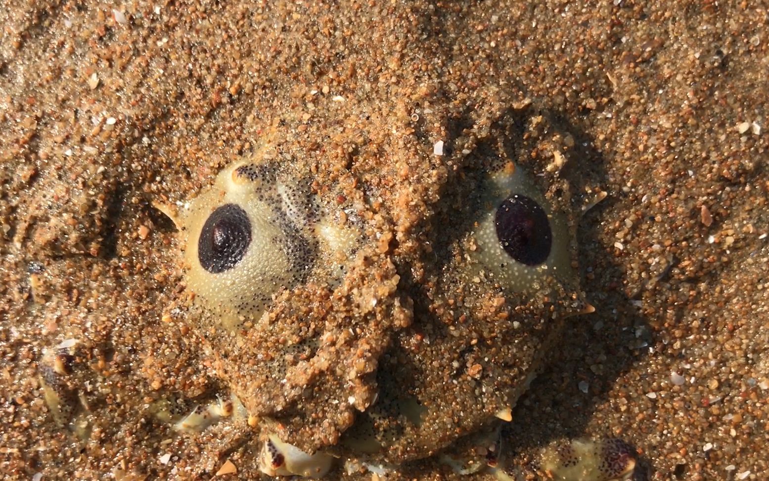 退大潮小斗去抓鬼头蟹,别看丑一年四季都很肥,渔民见了抢着要!