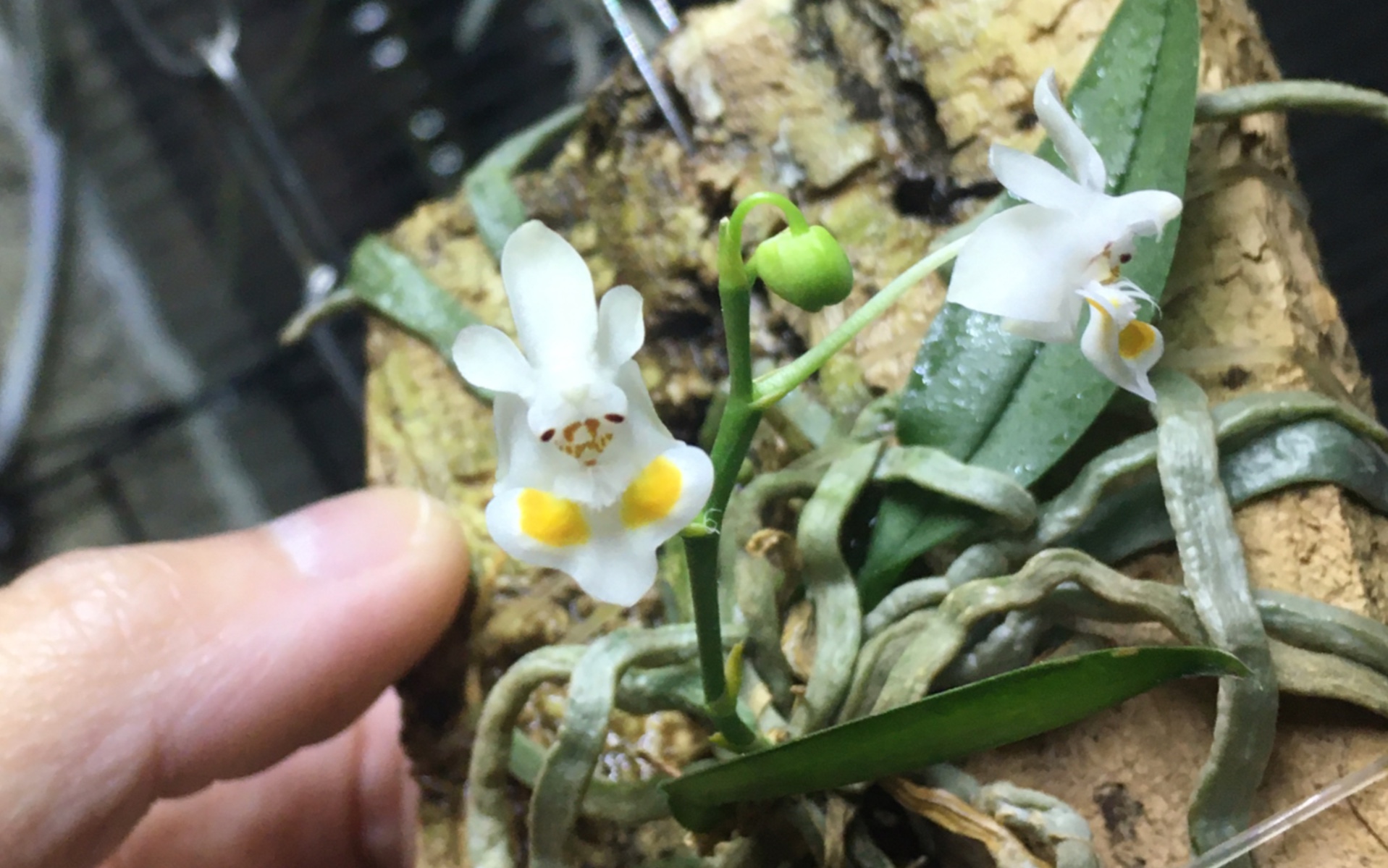 小型原种蝴蝶兰 phalaenopsis thailandica暹罗蝴蝶兰开花记录哔哩哔哩bilibili