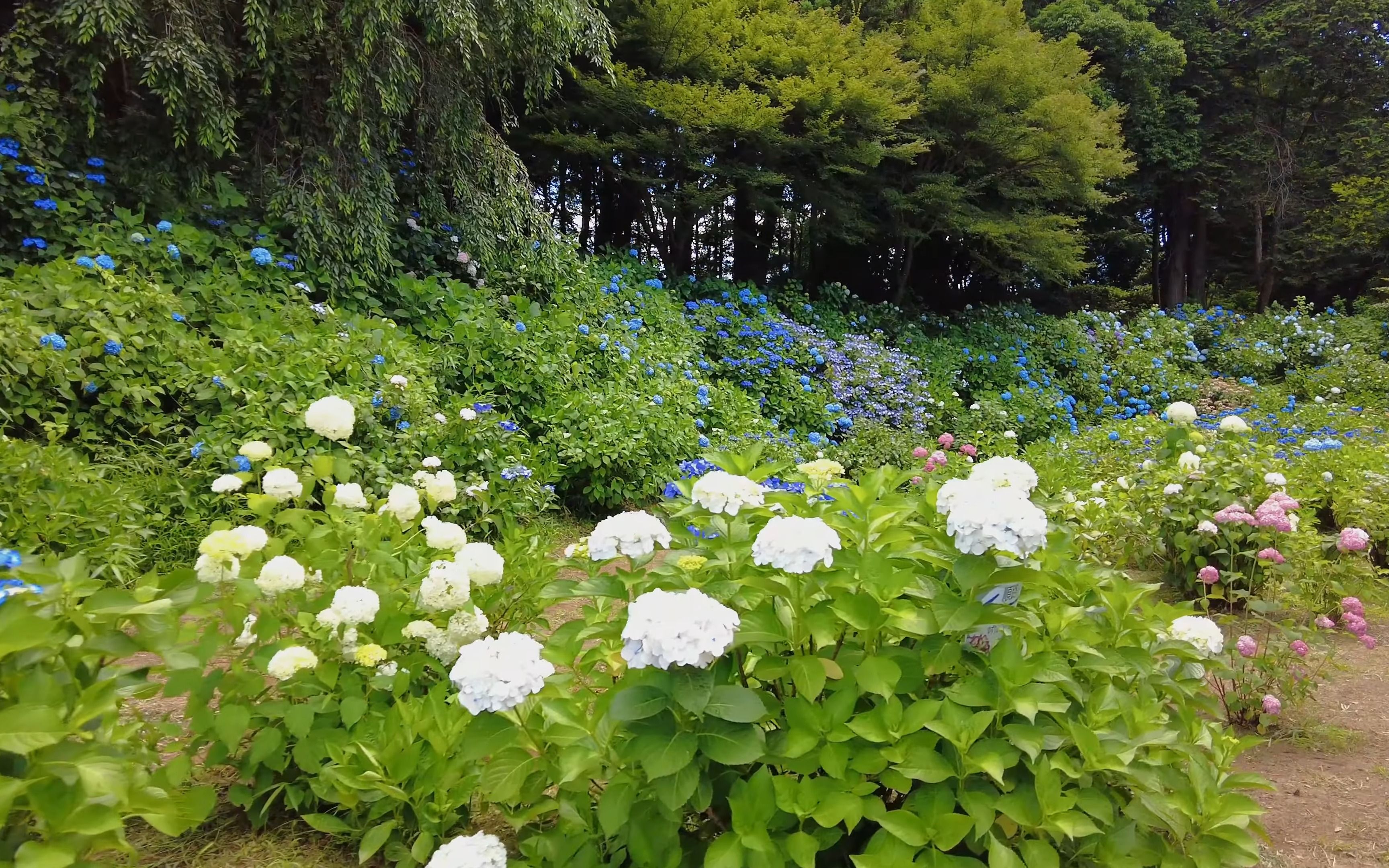 [图]4K 大宝八幡宫紫阳花节