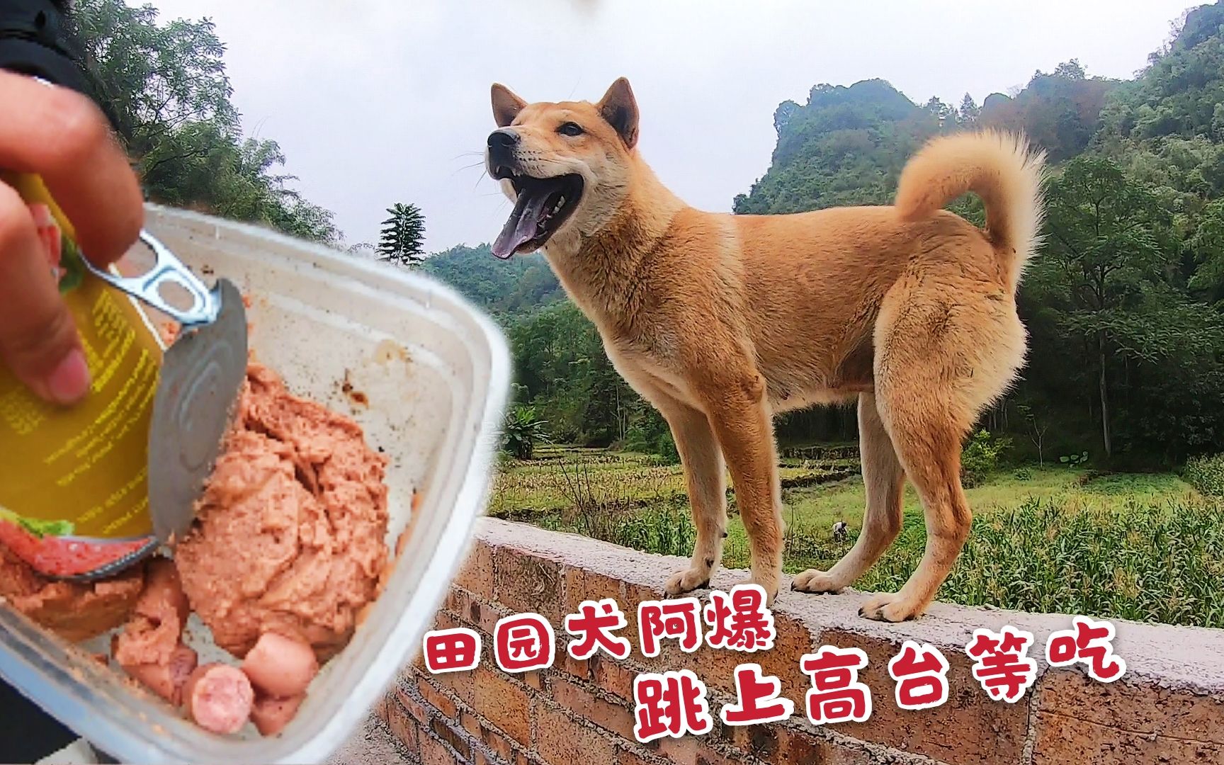 田园犬阿爆怀孕了,看到吃的急得跳上墙,一盒罐头几十秒就消失