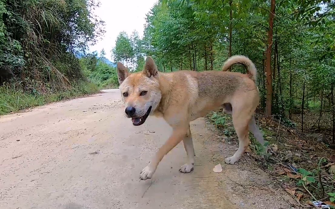 中华田园犬一岁多的狗狗抓过山羊跟主人上山还提前发现大蛇