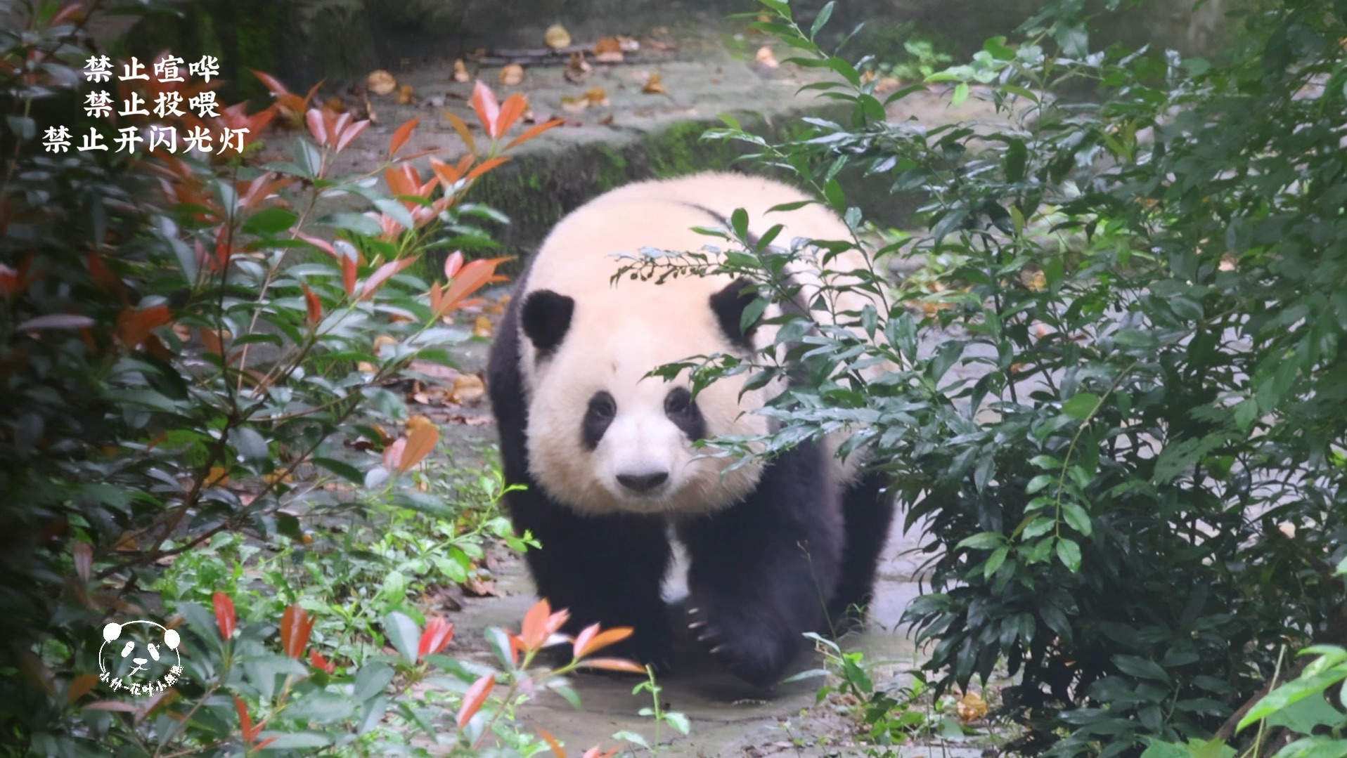 重出江湖的动物图片