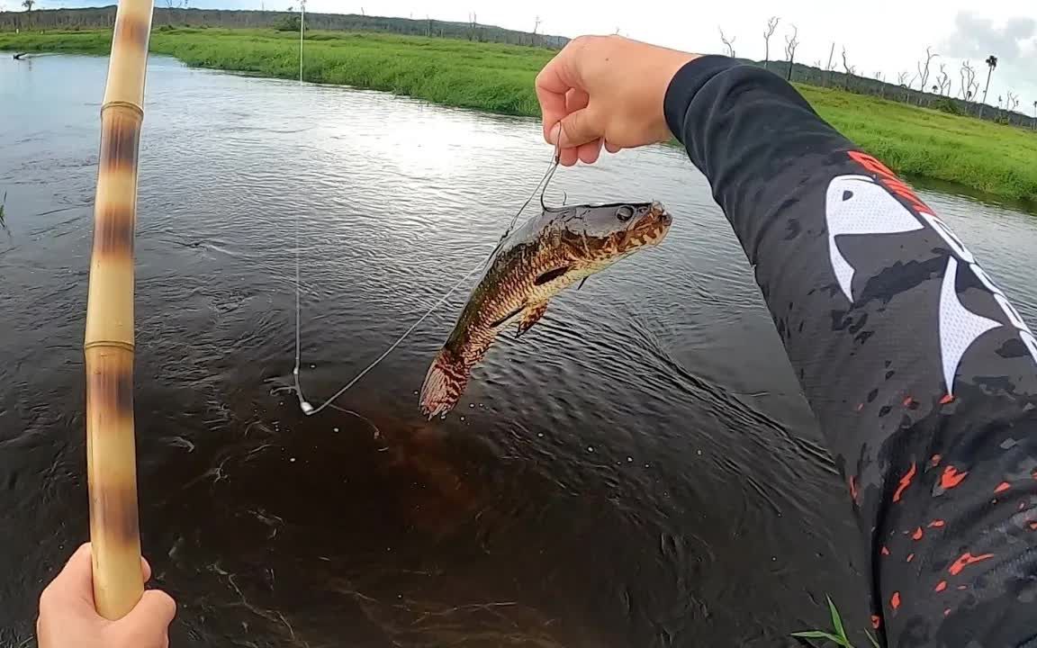真竹竿钓鱼