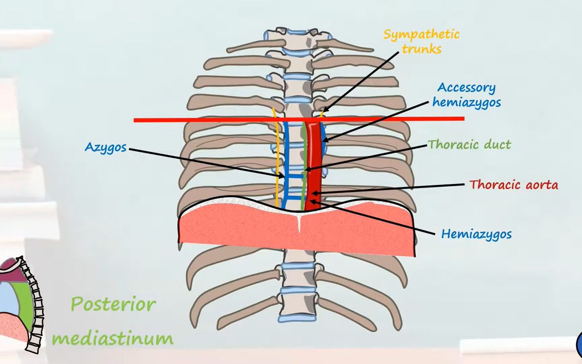 纵隔解剖知识点哔哩哔哩bilibili