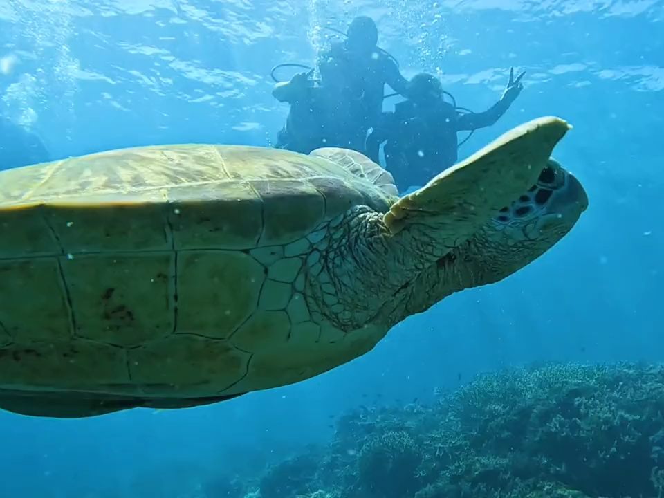 一起看看海底世界 马来西亚 奇妙的海洋生物 仙本那自由行攻略 潜水