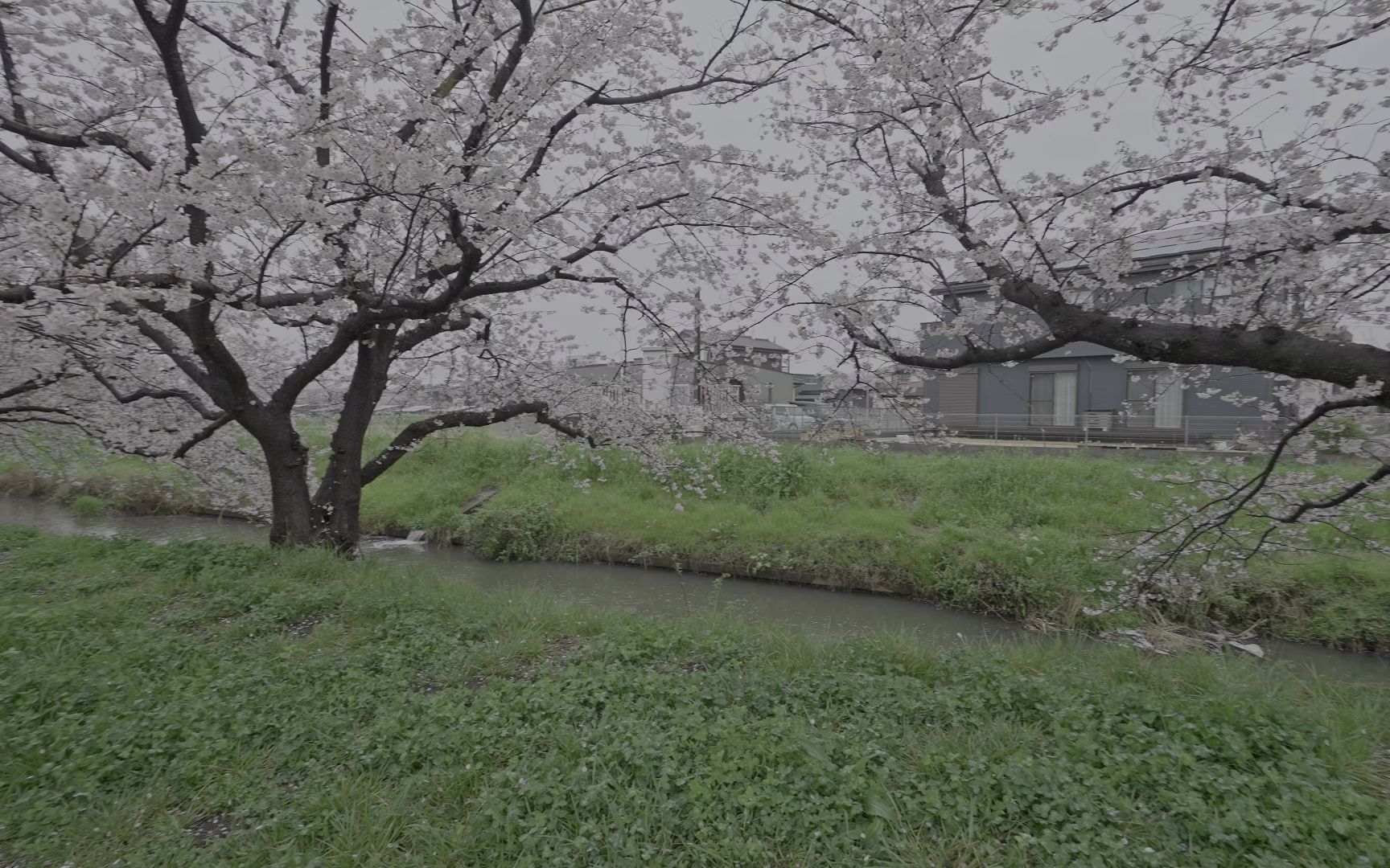 【超清日本】【埼玉县】【4K】2023 南埼玉郡 宫代町 雨中樱花漫步哔哩哔哩bilibili