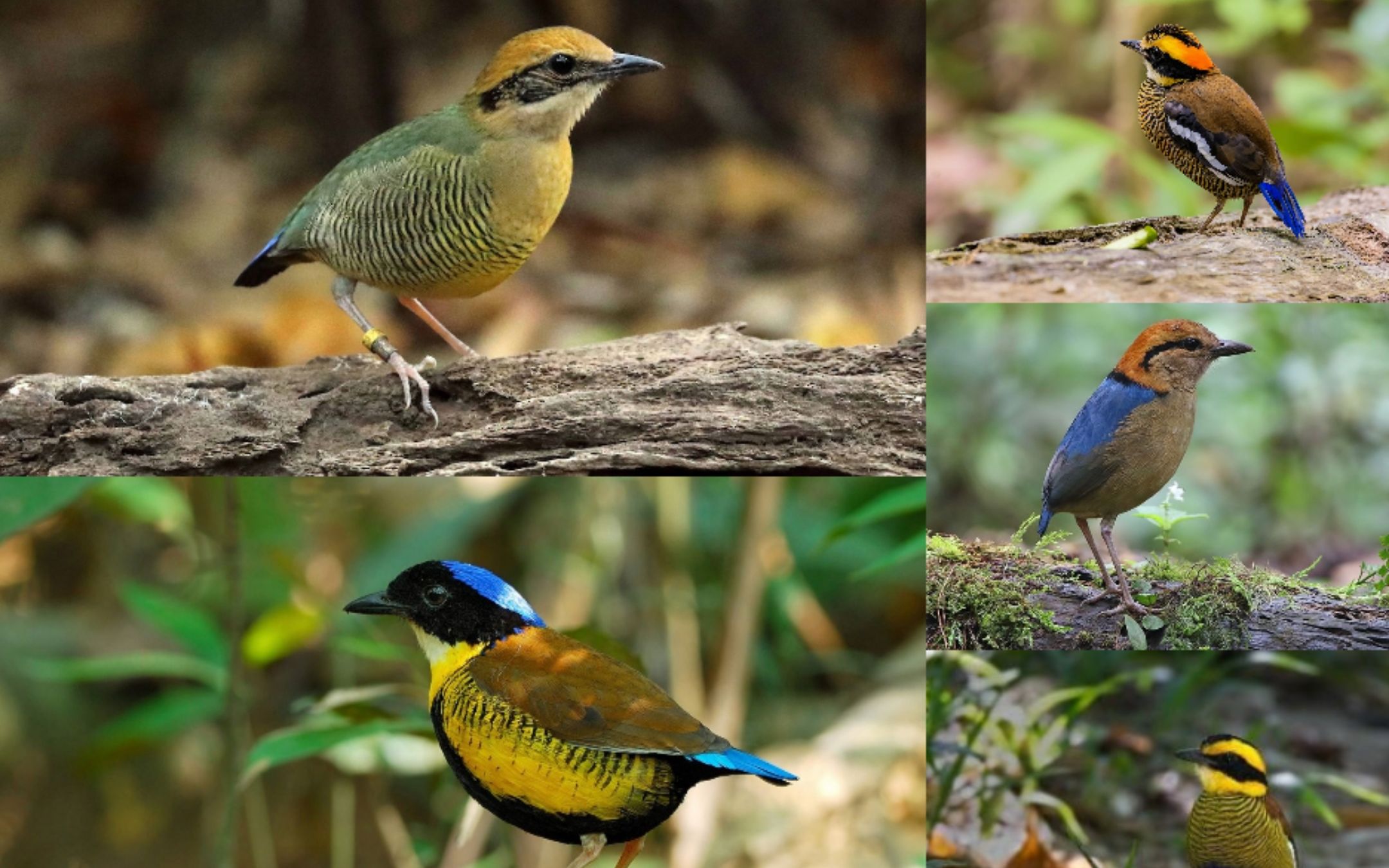 【鸟类百科】蓝八色鸫属5种
