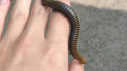 这是什么品种的马陆