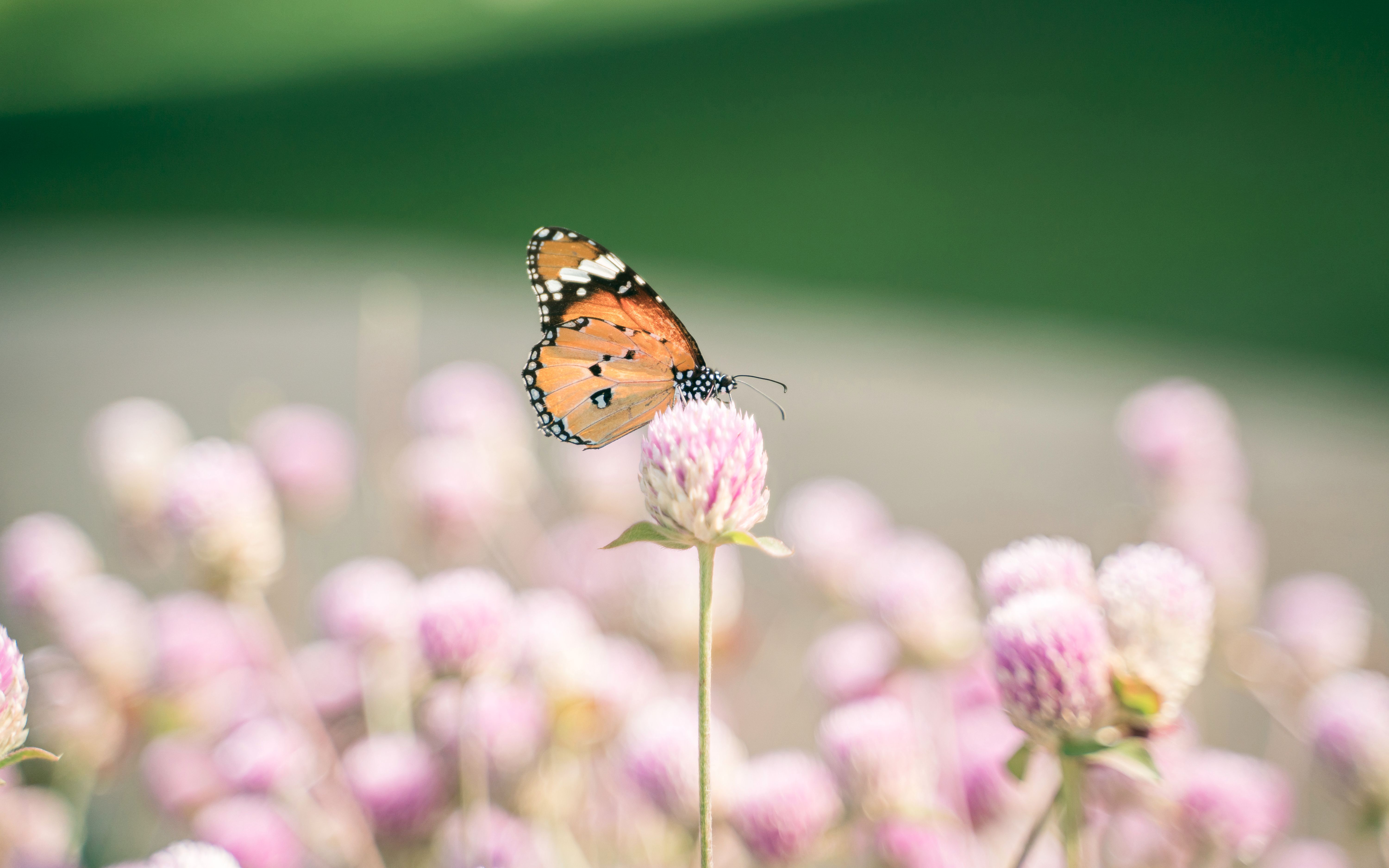 高清无水印原创壁纸小周的一周摄影记录ep02