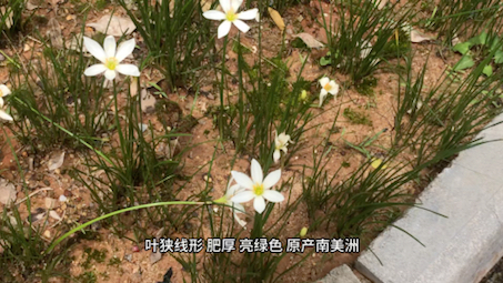 葱莲(Zephyranthes candida (Lindl.) Herb.)是石蒜科葱莲属植物.哔哩哔哩bilibili