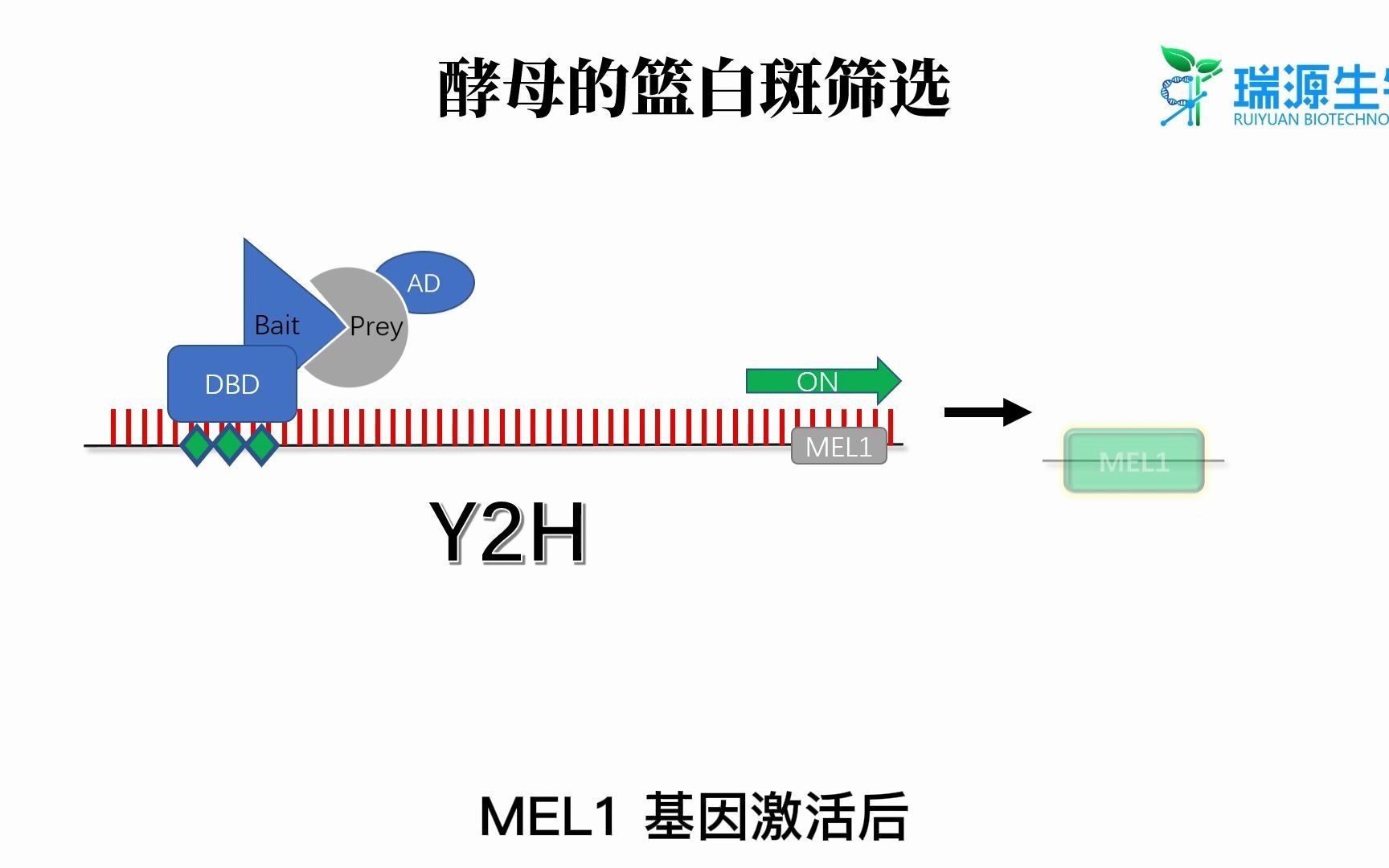 酵母的蓝白斑筛选酵母双杂筛选瑞源生物哔哩哔哩bilibili