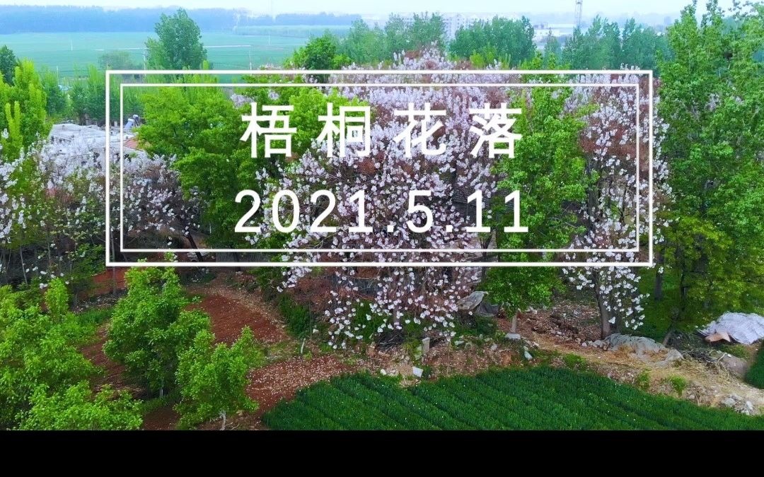 对我来说,桐花是故乡的花,有桐花的路是回家的路哔哩哔哩bilibili