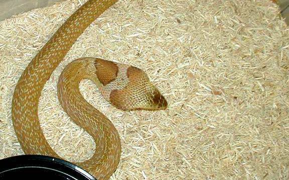 【中华眼镜蛇】饭铲头的年夜饭,三连决胜!