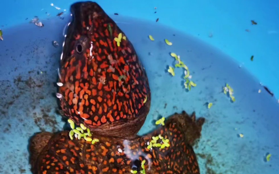 鹰嘴龟日常喂食互动