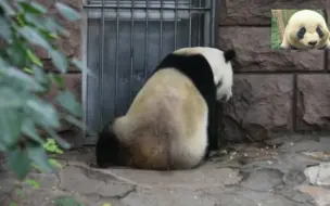 熊猫地叔拨盆讨食 饲养员再不给零食 我要把盆砸坏 地叔专业水平 十分奏效