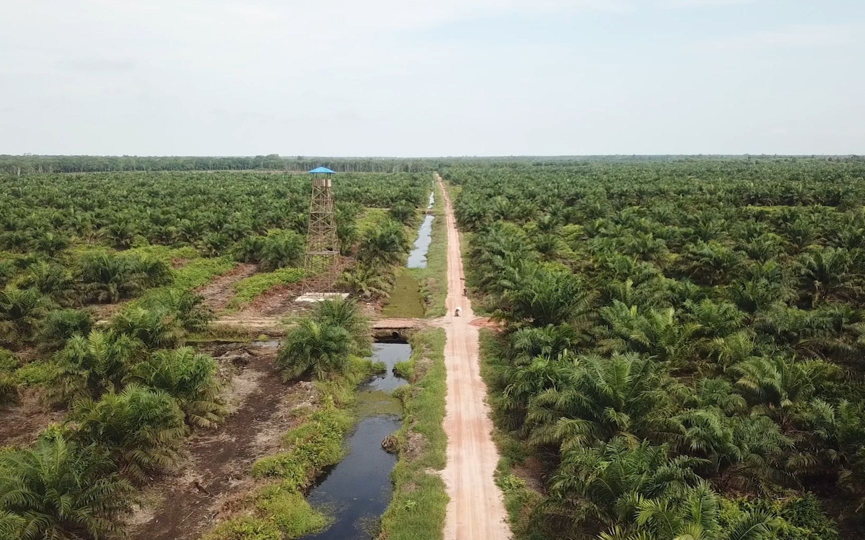 航拍油棕种植园