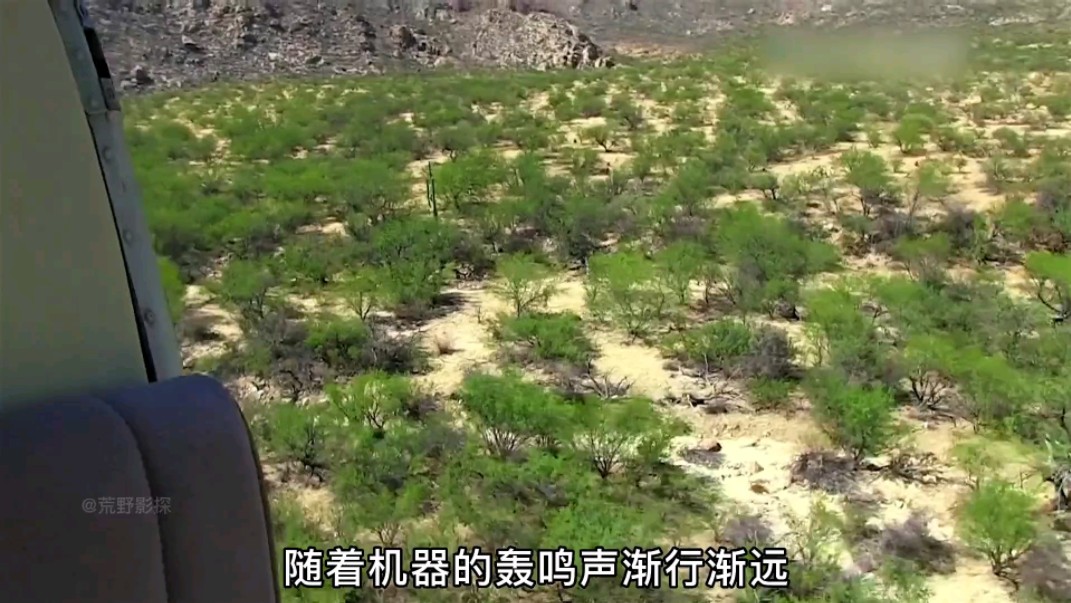 德爷亚利桑那荒野求生,炭烤臭鼬,豆沙陷阱,仙人掌果干 #荒野求生