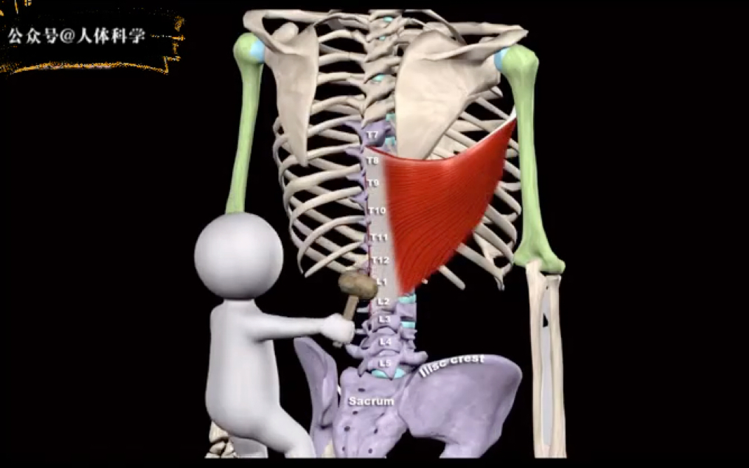 【运动解剖】背阔肌的起止点,肌肉功能哔哩哔哩bilibili