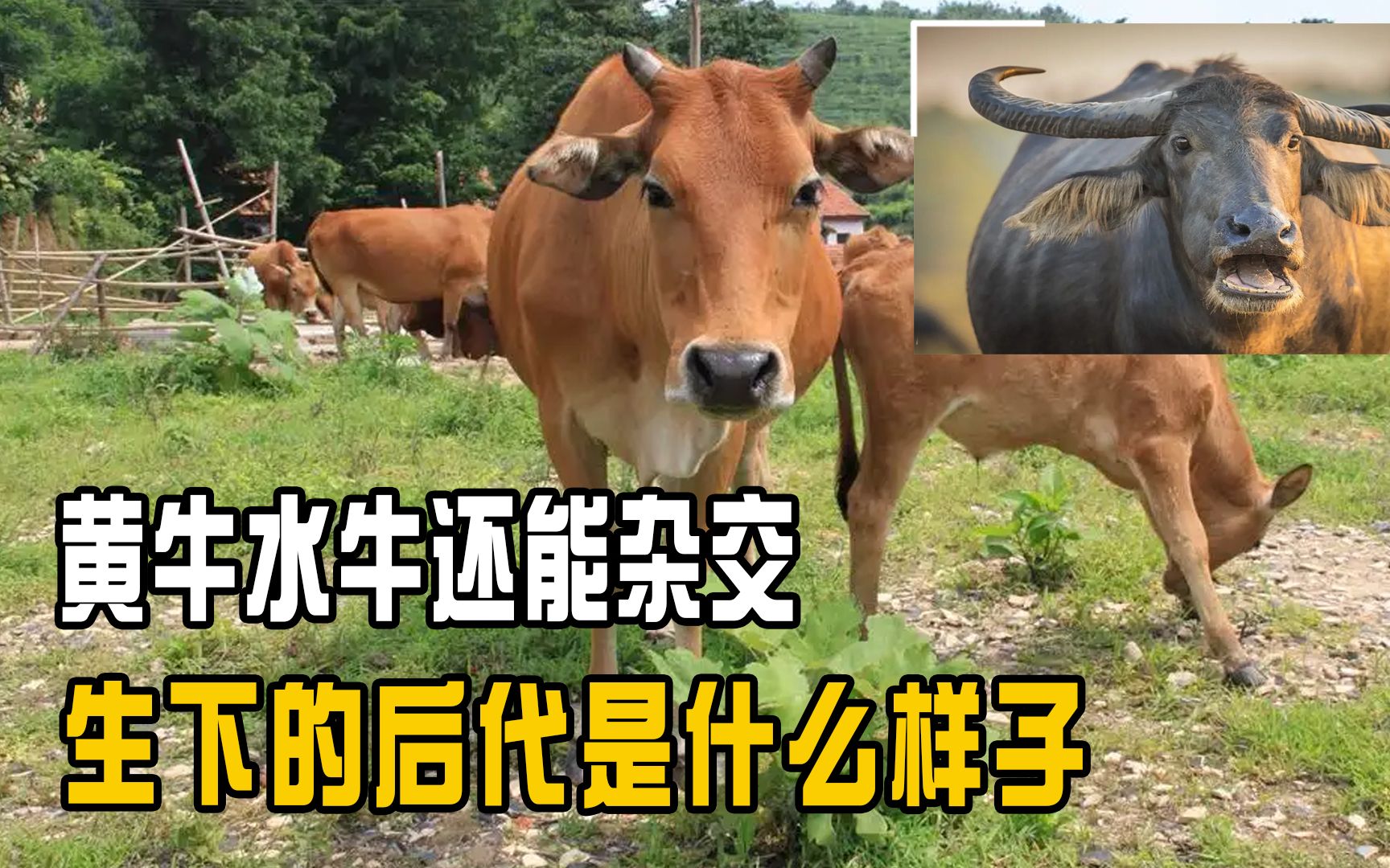 黄牛水牛能否杂交?它们的后代是什么样子,是否能成新的物种?