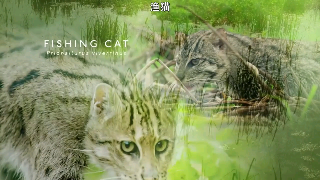 bbc纪录片大猫选段:长蹼的猫咪渔猫. 来自哈小萌萌萌哒 - 微博