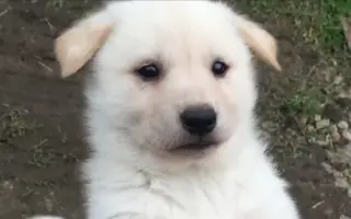 珍岛犬 哔哩哔哩 Bilibili