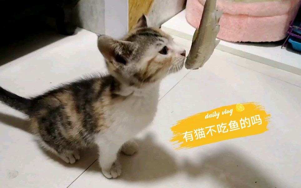 居然有猫不吃鱼的,好奇怪!