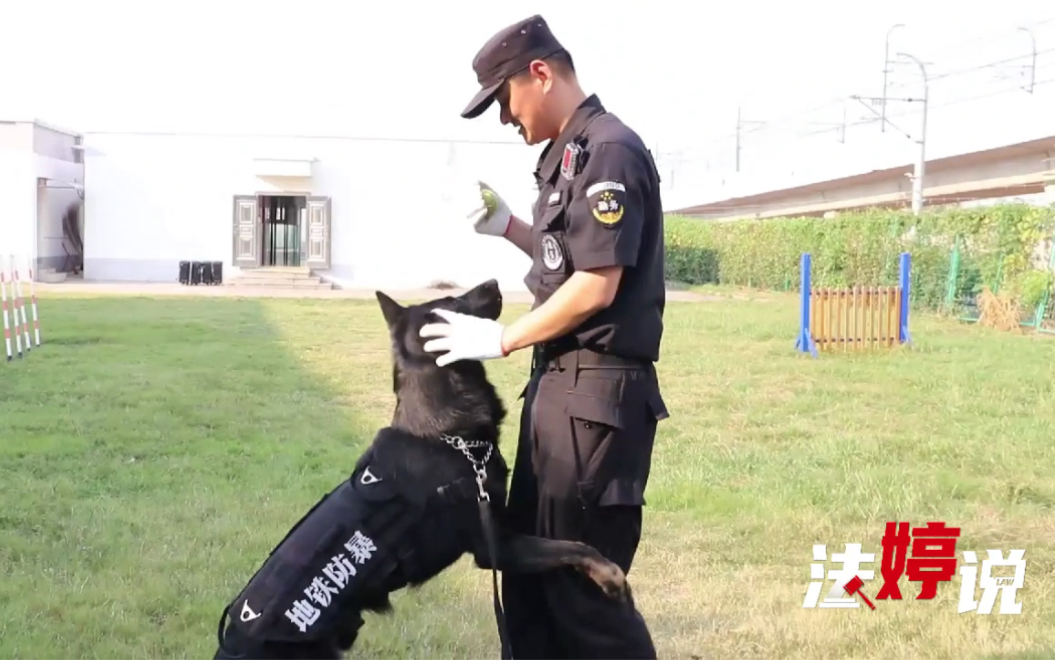 第一视角看南京最帅警犬灵犀一秒出击制服歹徒