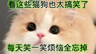 Download Video: 看这些猫狗也太搞笑了吧，每天笑一笑烦恼全忘掉。