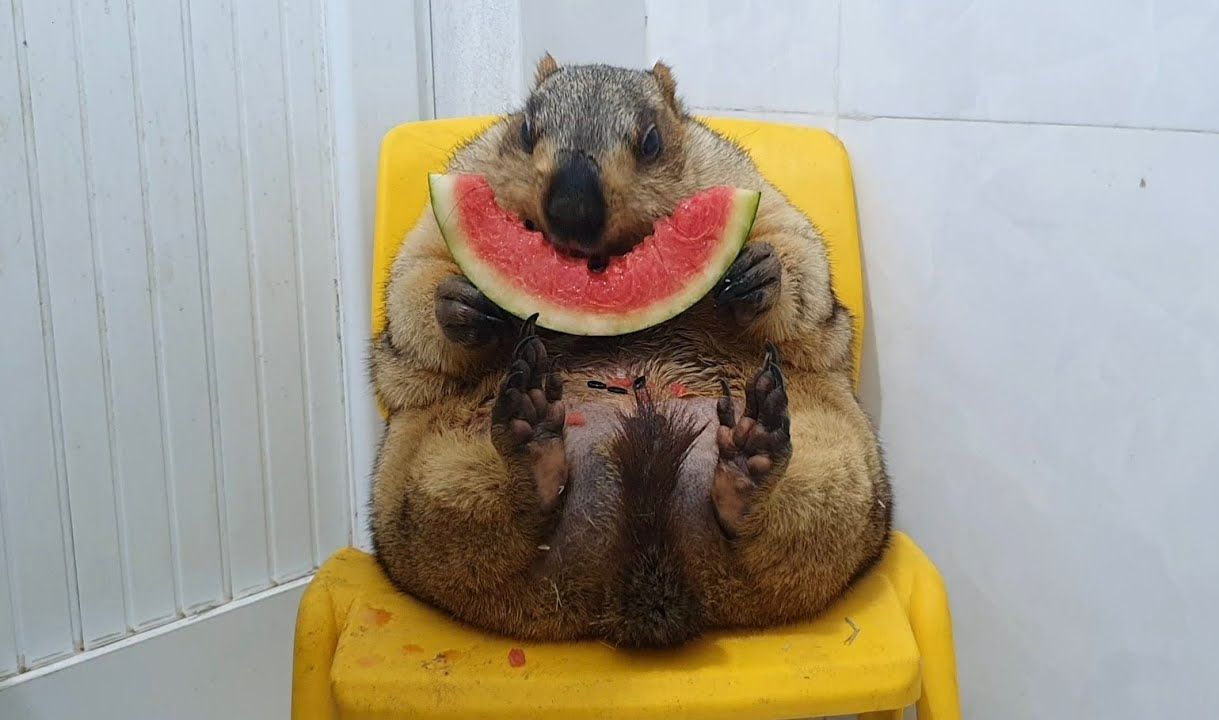 坐等吃瓜的土拨鼠