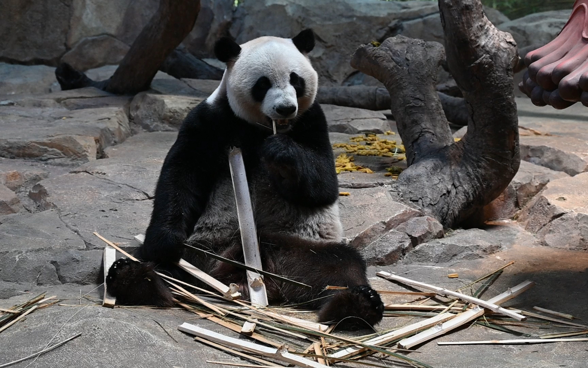 【大熊猫酷酷】看这表情,这应该是一个有心事的熊猫,也不知道在愁什么