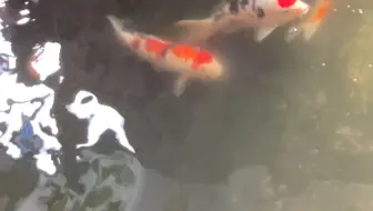 锦鲤展会上的金刚芥子 喜欢高端单色鲤的朋友 可以了解一下 哔哩哔哩 Bilibili