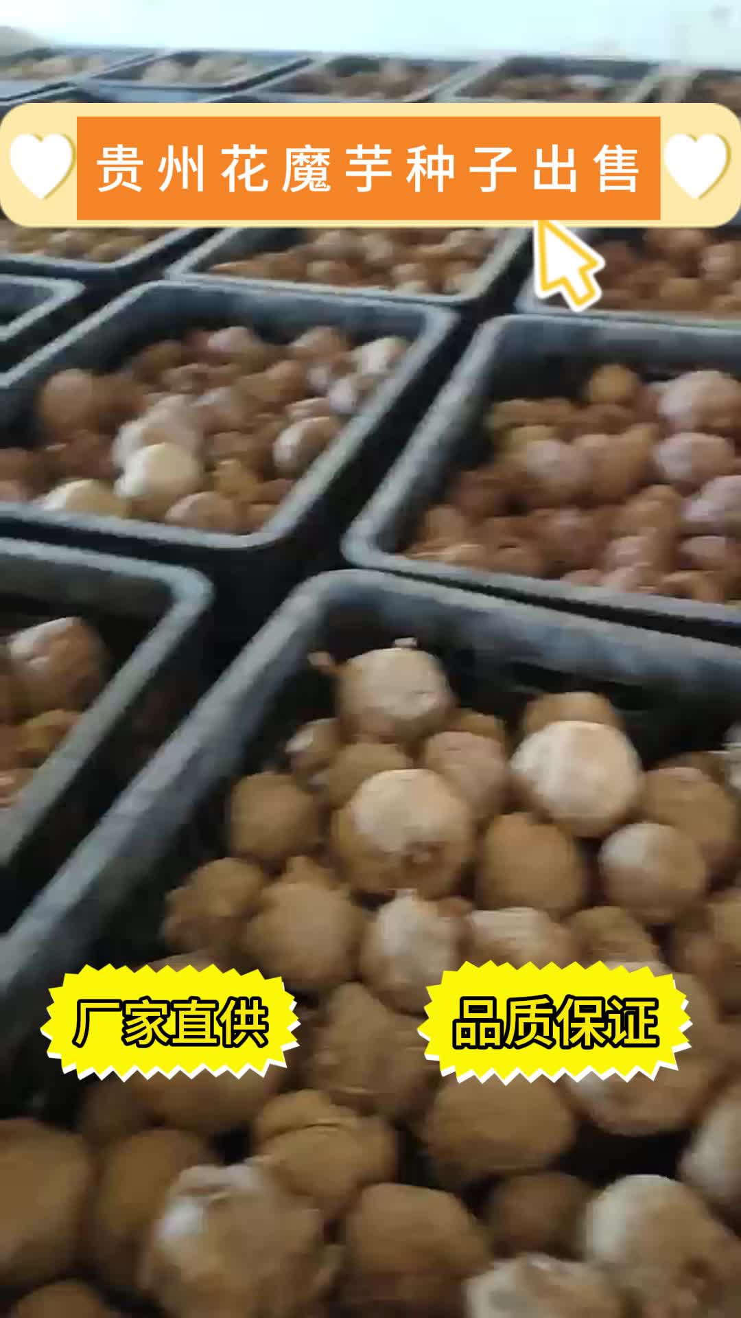 贵州花魔芋种子出售