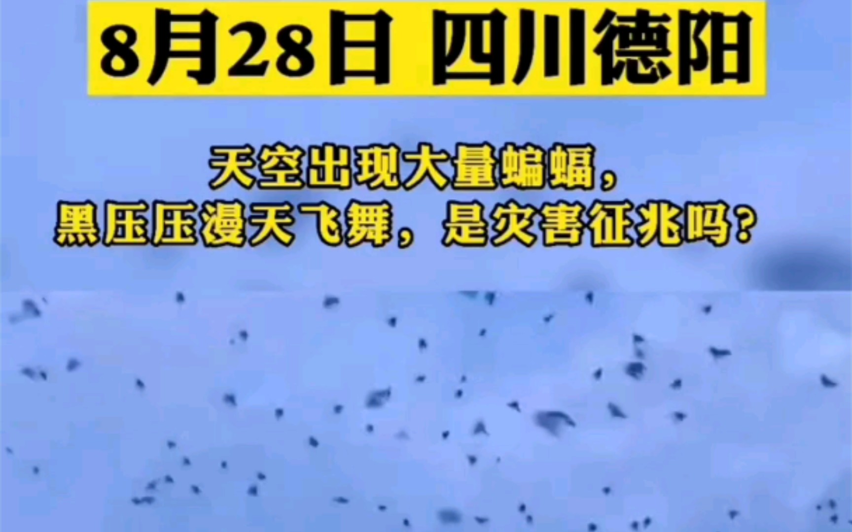 四川德阳天空出现大量蝙蝠是灾难征兆?目前已有专家辟谣属正常现象不用恐慌哔哩哔哩bilibili