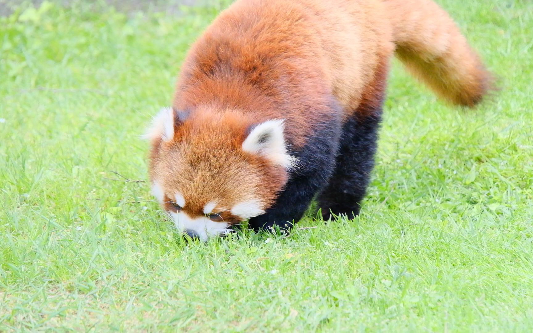 钏路市动物园 吃草的小熊猫