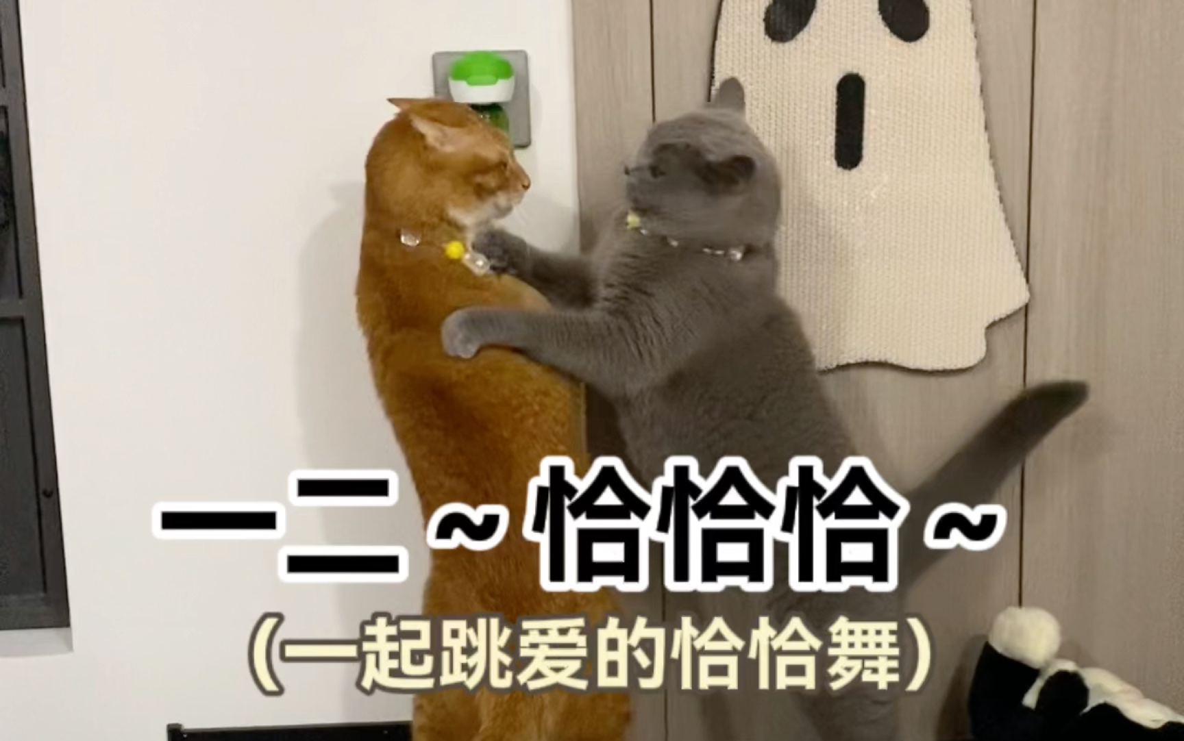 一起来跳爱的恰恰舞～one two cha cha cha!