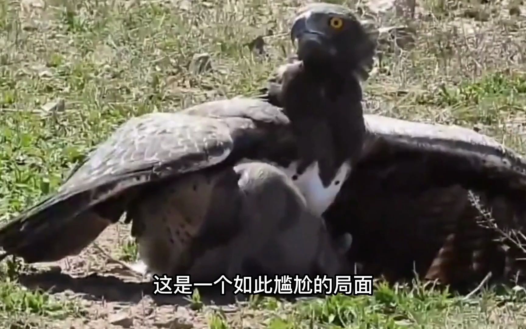 老鹰大战野猪图片